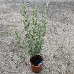 Perovskia (Perovskia atriplicifolia) ´BLUE SPIRE´ - kont. C1L